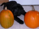 Abby and Pumpkins.JPG